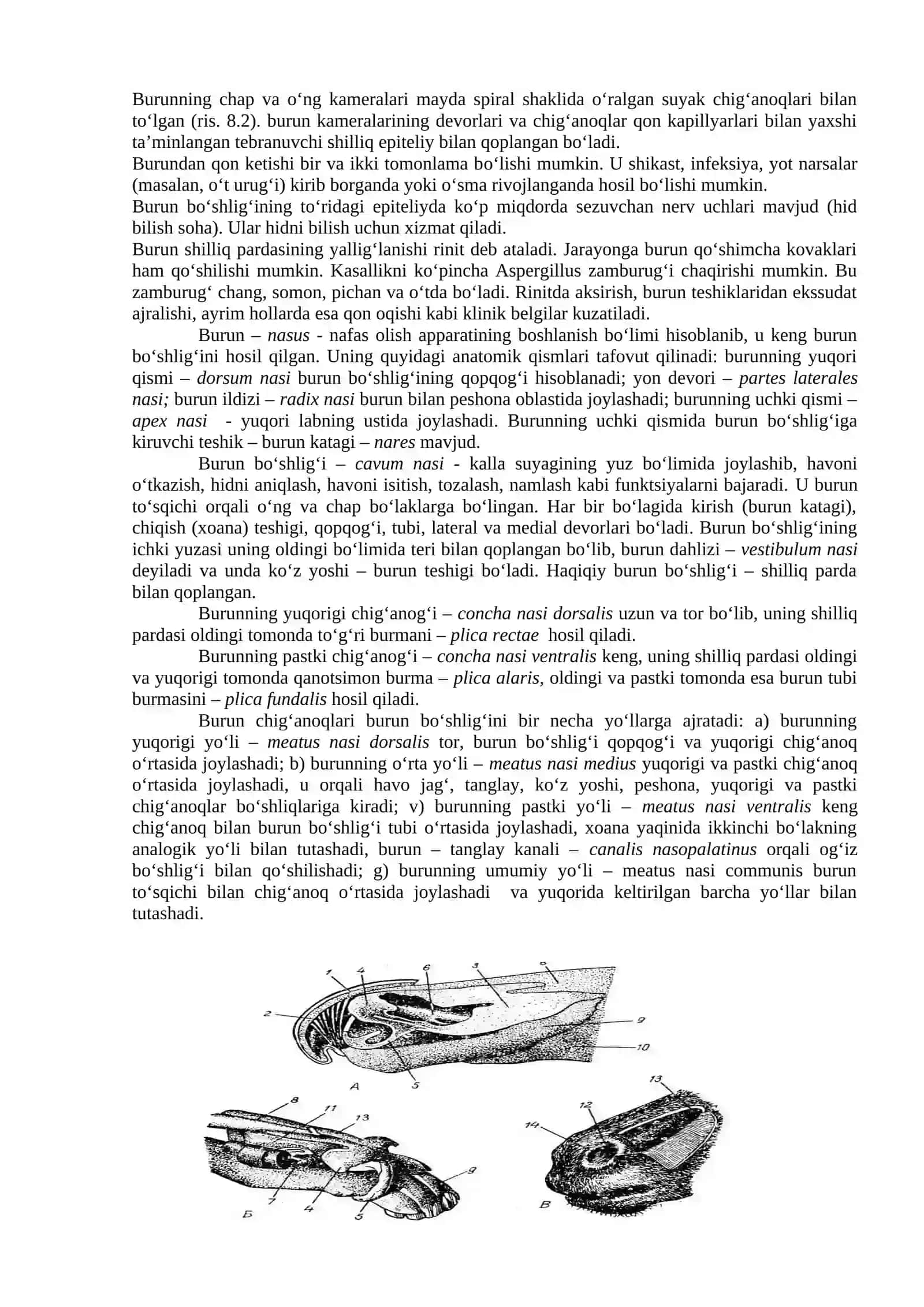 Nafas olish va siydik ayrish organlarining morfologik tuzilishi 2