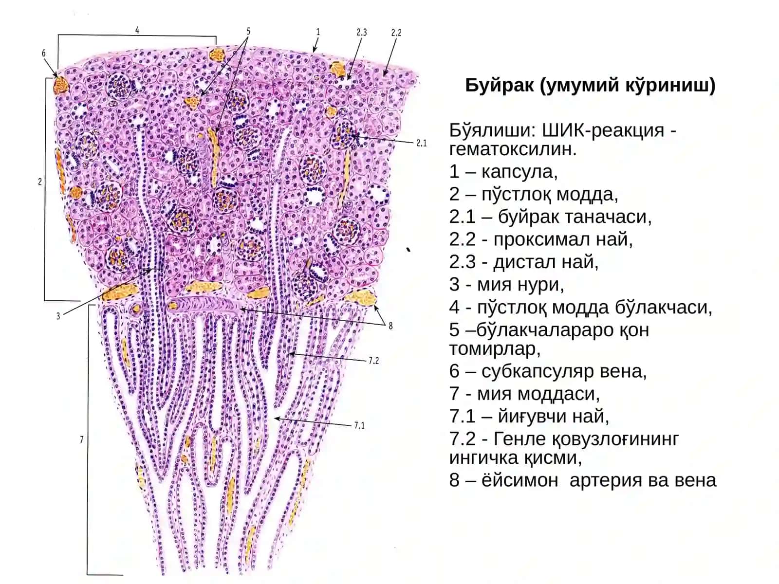 Сийдик айирув системаси 2