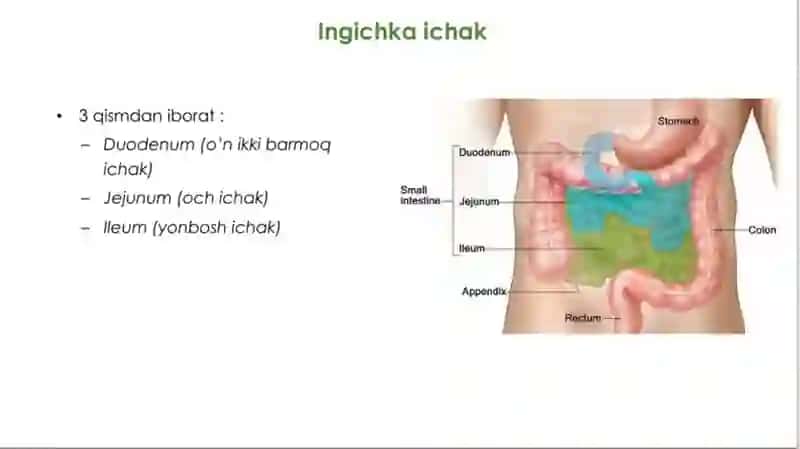 Hazmsistemasi:ingichkavayo’g’onichakdaovqathazmbo’lishi 2