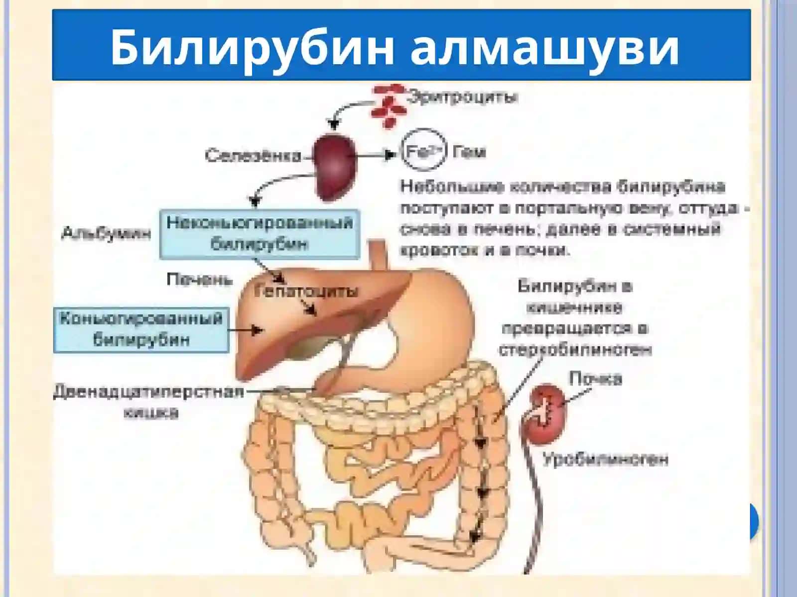 САРИҚЛИК ВА ГЕПАТОМЕГАЛИЯНИ ҚИЁСИЙ ТАШҲИСЛАШ 2