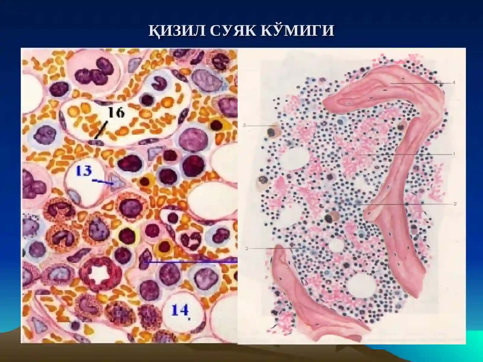 Гистология кафедраси 2