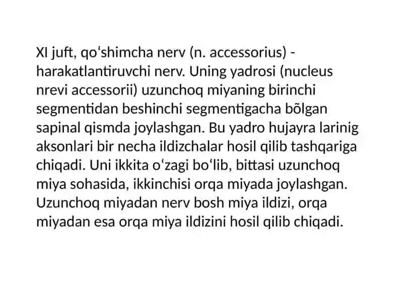 Xl-juftboshmiyanervi 2