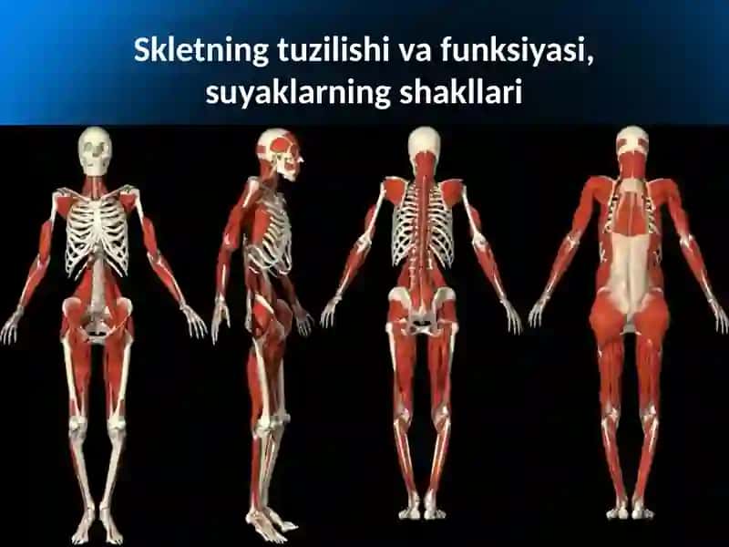 Tayanch-harakatlanish sistemasining tuzilishi 2