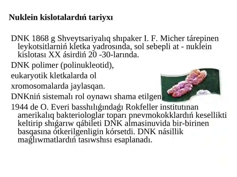 Belok biosintezinde DNK hám RNK nıńróli 2