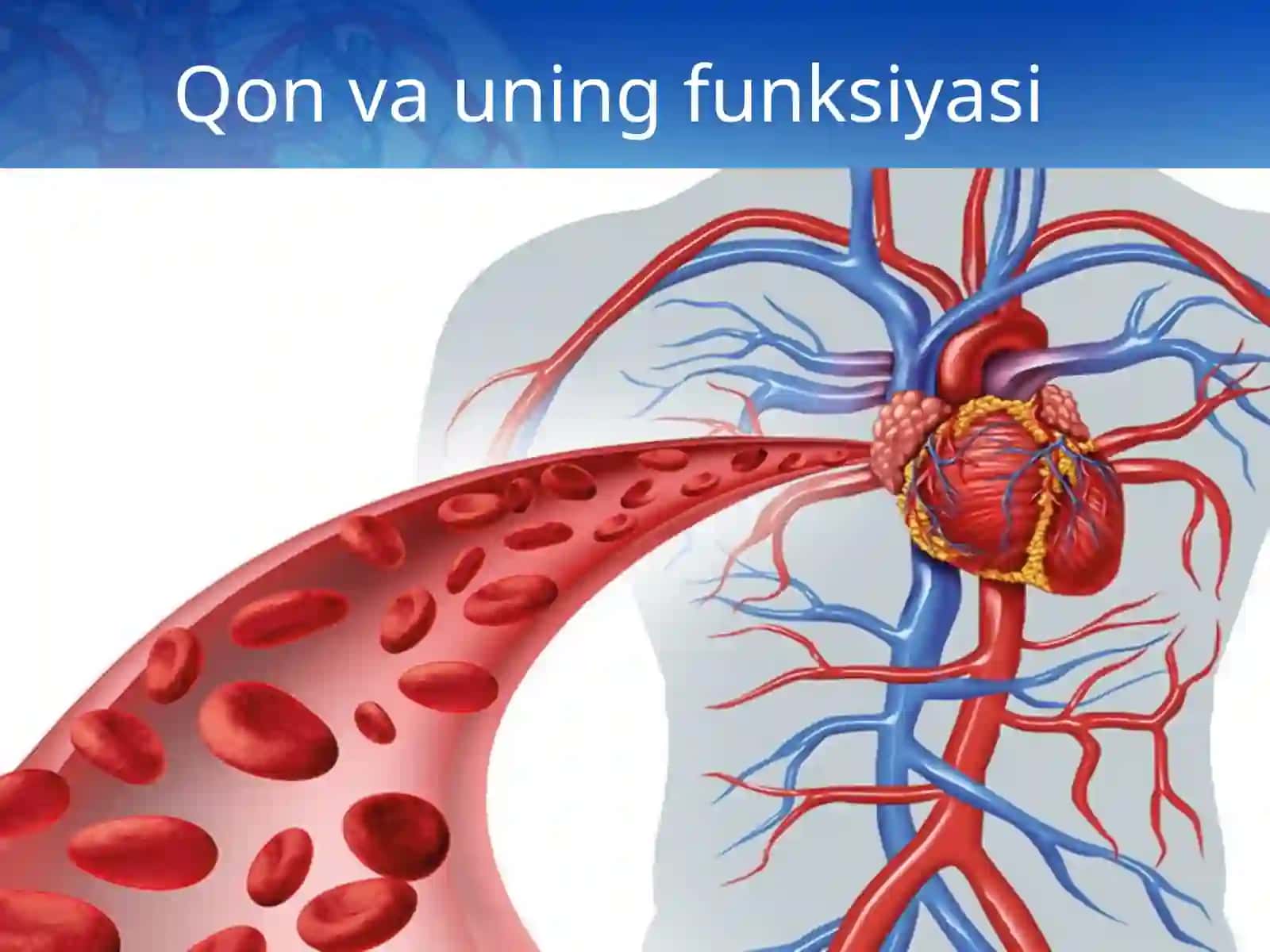 Organizmning ichki muhiti. Qon va uning funksiyasi 2