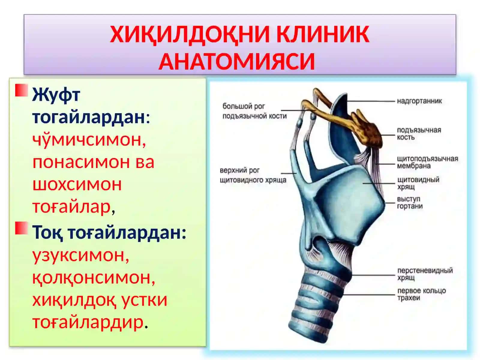 ХИҚИЛДОҚНИКЛИНИК АНАТОМИЯСИ.ХИҚИЛДОҚНИЎТКИР ВА СУРУНКАЛИ КАСАЛЛИКЛАРИ 2