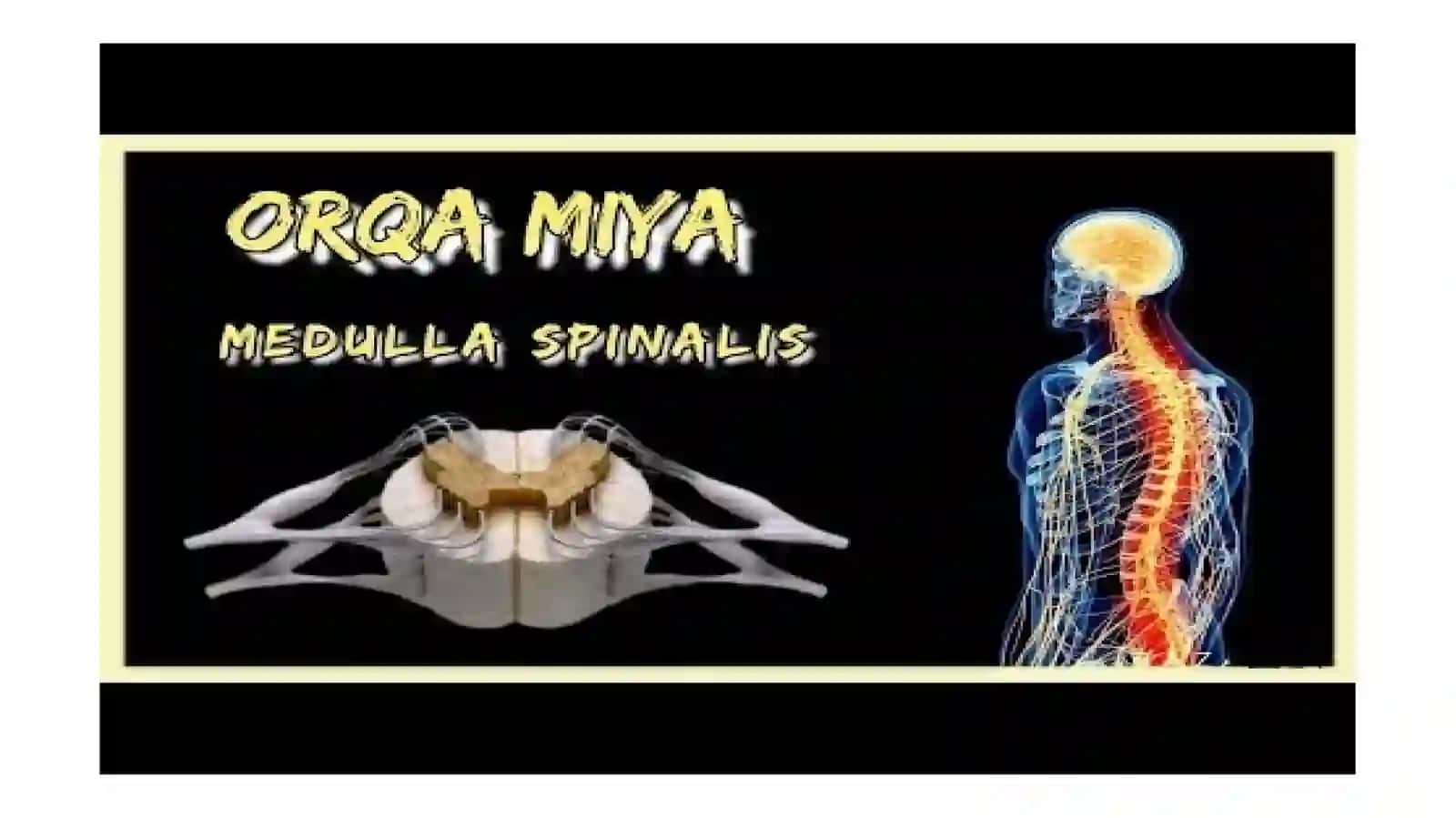 Orqa miya segmentlari va qavatlari. MRTda anatomik ko'rinishi Spina  morfologiyasi 2