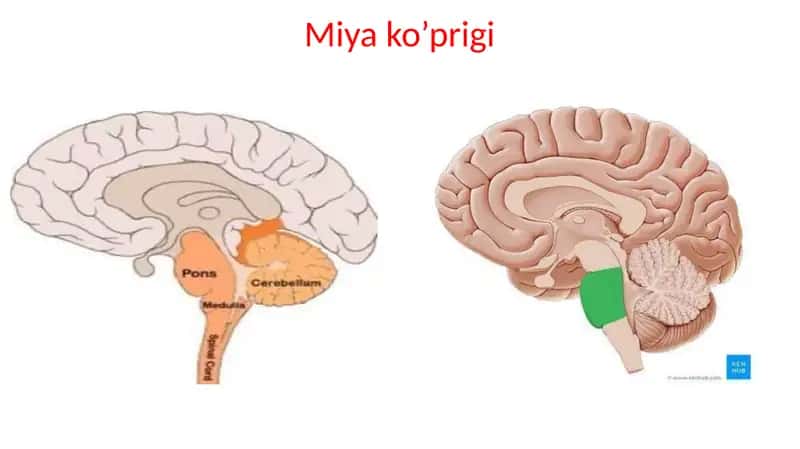 Miya ko’prigi 2