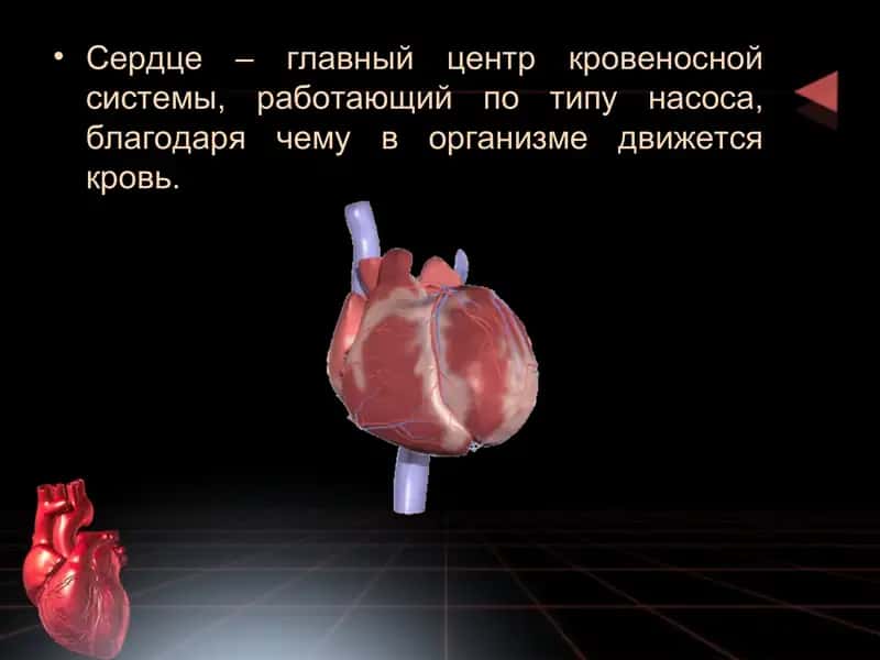 Влияние физических упражнений на кровеносную систему. 2