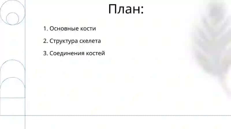 Строение скелета человека 2