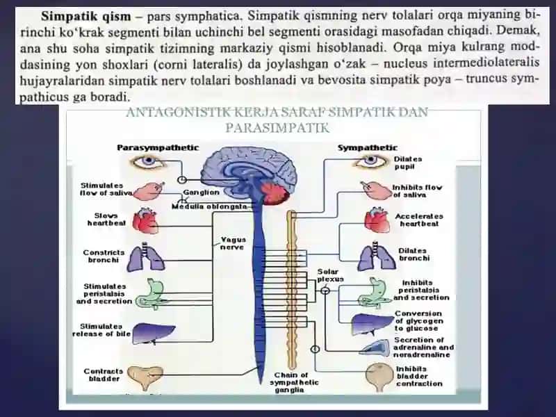 Vegetativ nerv tizimining simpatik-va parasimpatik qismi 2