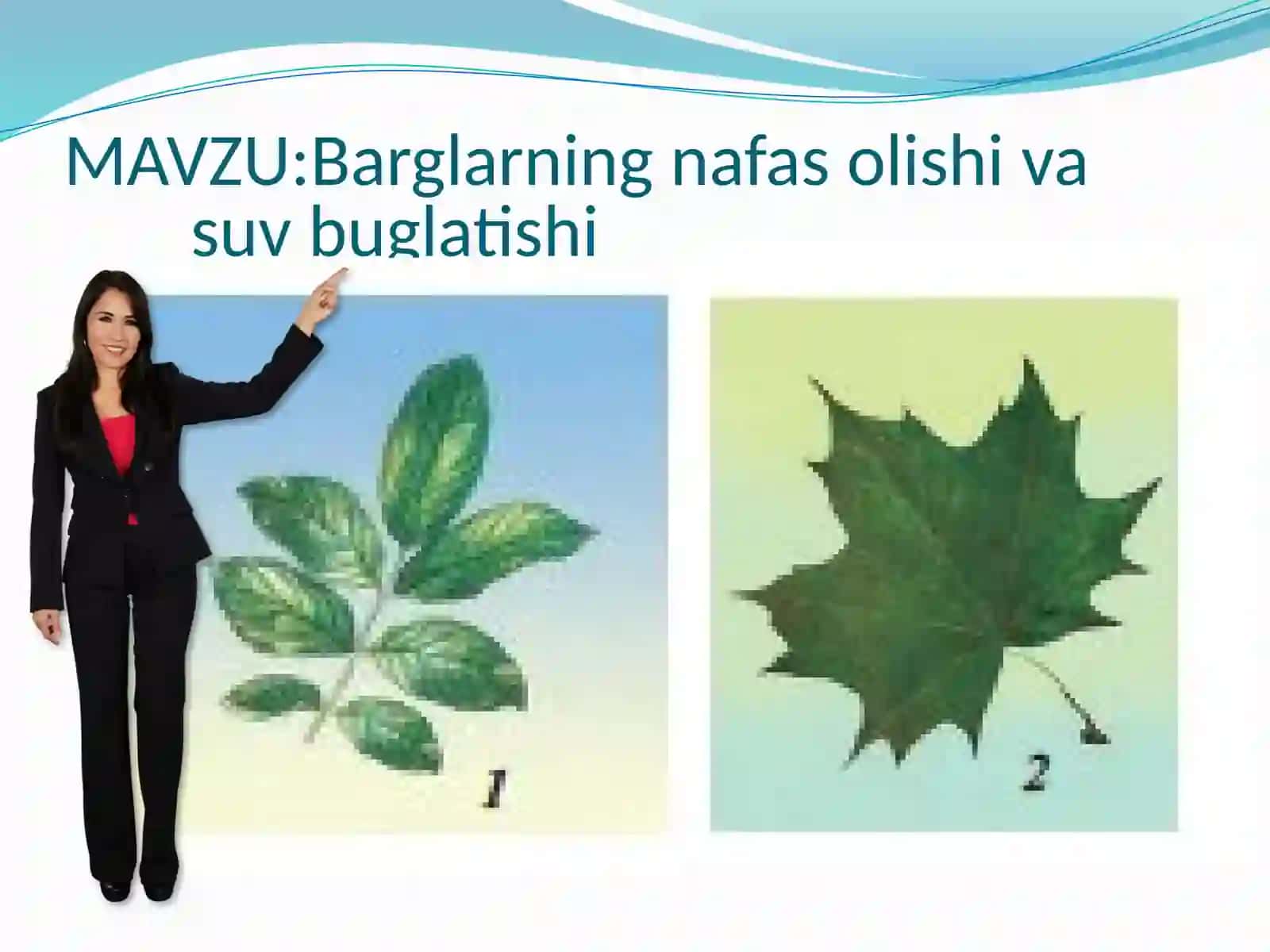Barglarning nafas olishi va suv bugʻlatishi 2