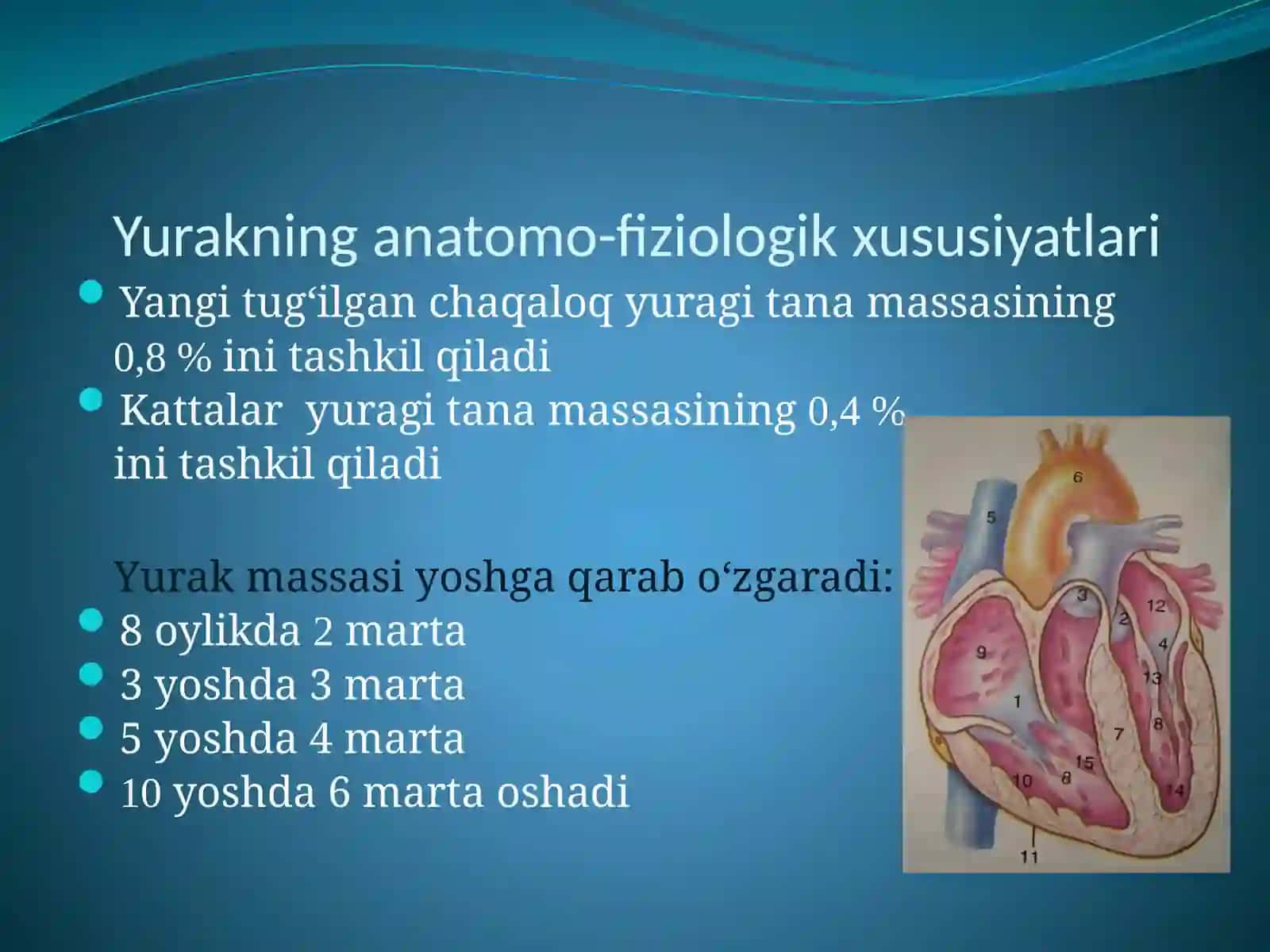 Yurakning anatomo-fiziologik xususiyatlari 2
