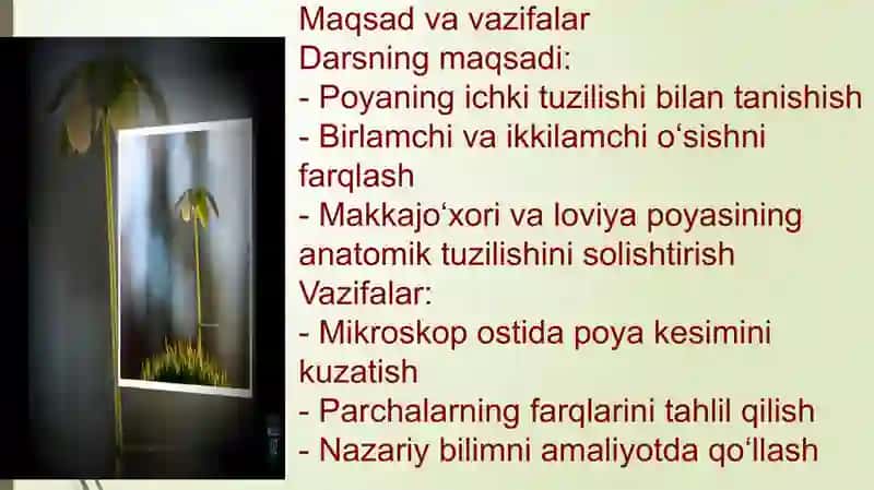 Poyaning birlamchi va ikkilamchi anatomik tuzilishini (makkajo‘xori va loviya misolida) o‘rganish 2