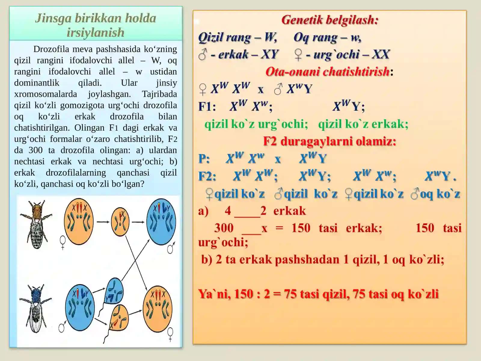 Jinsga birikkan holda irsiylanish 2