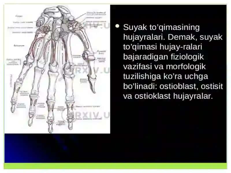 Suyak to’qimalarining minerallashuvi,uning tartibga solinishi va buzilishlari. Suyak to’qimalarining 2