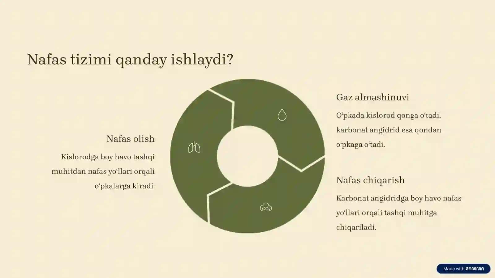 Nafas Yoʻllari Aʼzolari: Tuzilishi va Joylashishi 2
