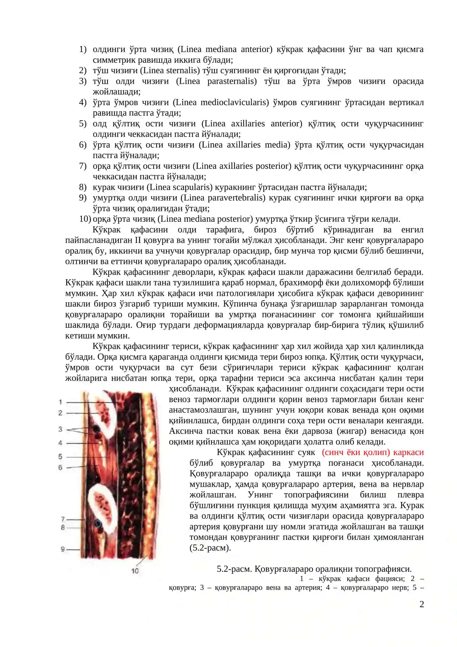 Нафас олиш аъзолари ҳақида анатомо-физиологик маълумотлар 2