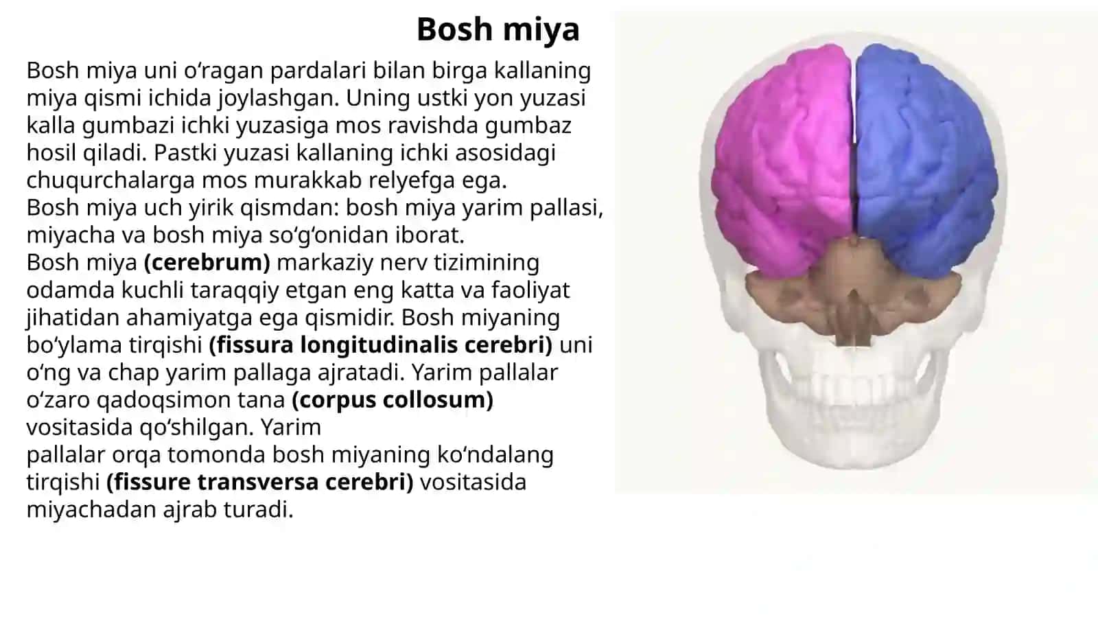 Bosh miya haqida va undagi 12 juft nervlar va ularning joylashgan va chiqadigan joyi 2