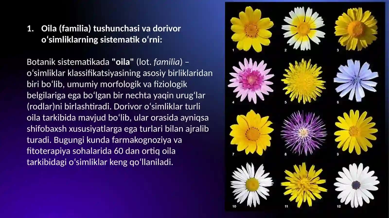 Oilaturkumlarining dorivorturlarining tarqalishi, ekologiyasi va tibbiyotda qo‘llanilishi 2