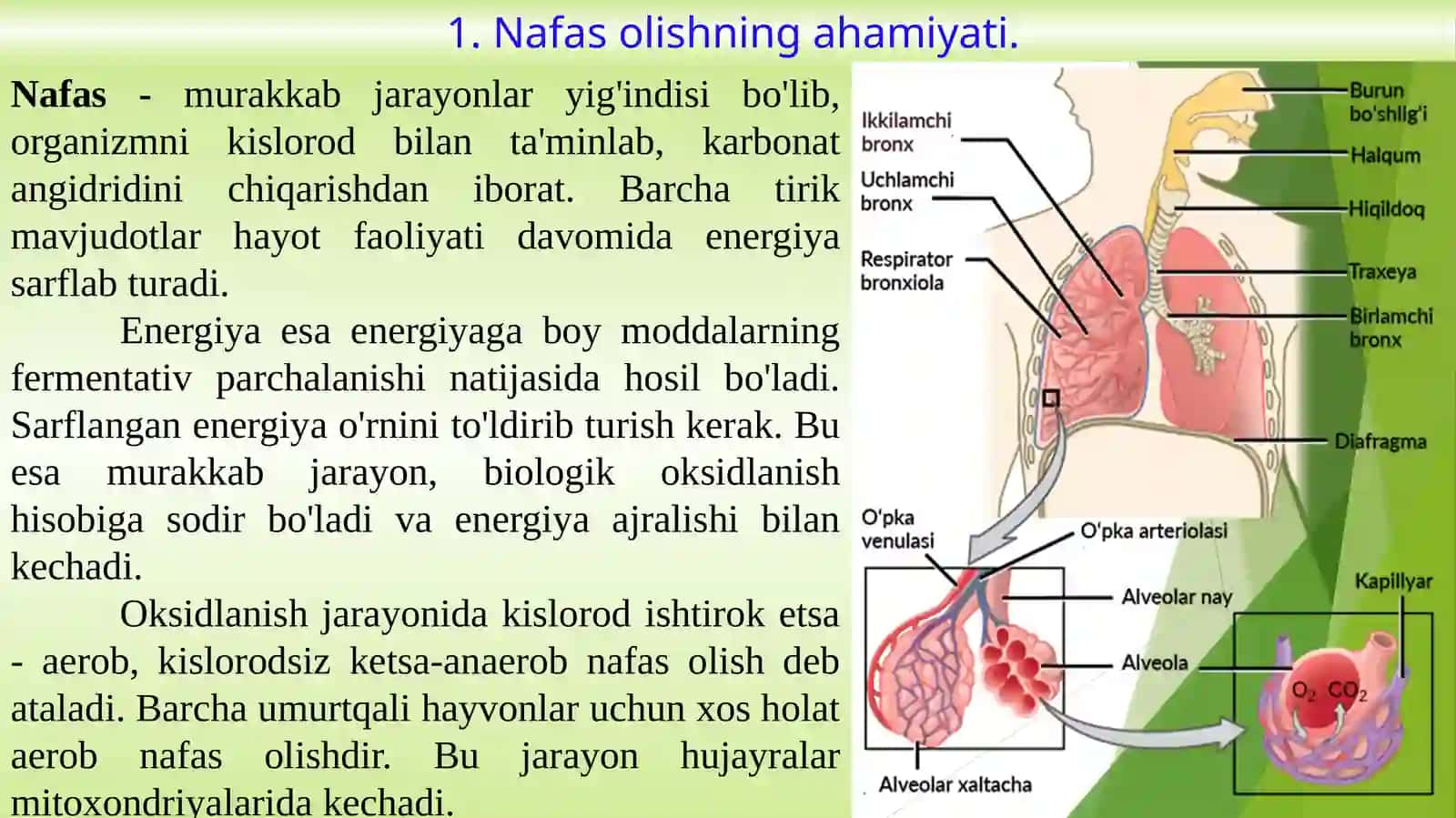 Nafastizimlarining yosh xususiyatlari va gigiyenasi 2
