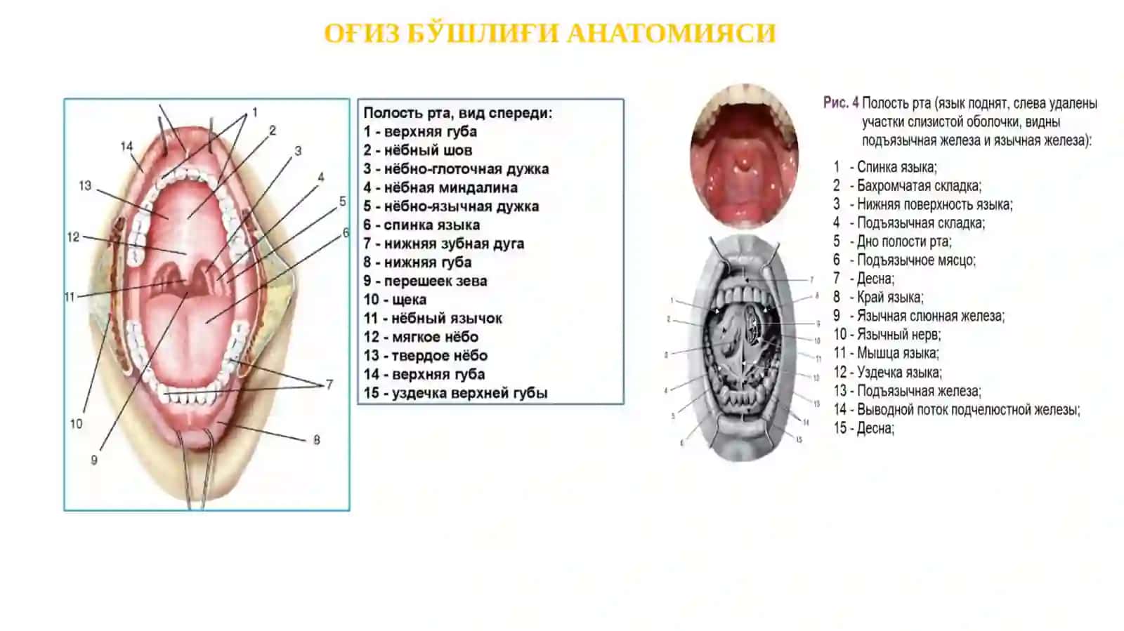 ОҒИЗ БЎШЛИҒИ ШИЛЛИҚ ҚАВАТИ РАКИ 2
