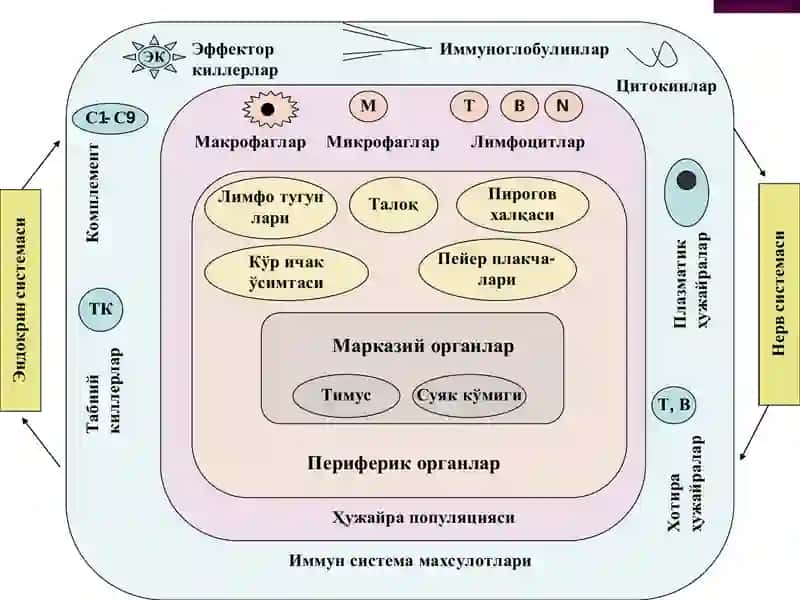 Хужайравий ва гуморал типдаги иммун реакцияларТ ва В лимфоцитлар системаси ва уларнинг 2