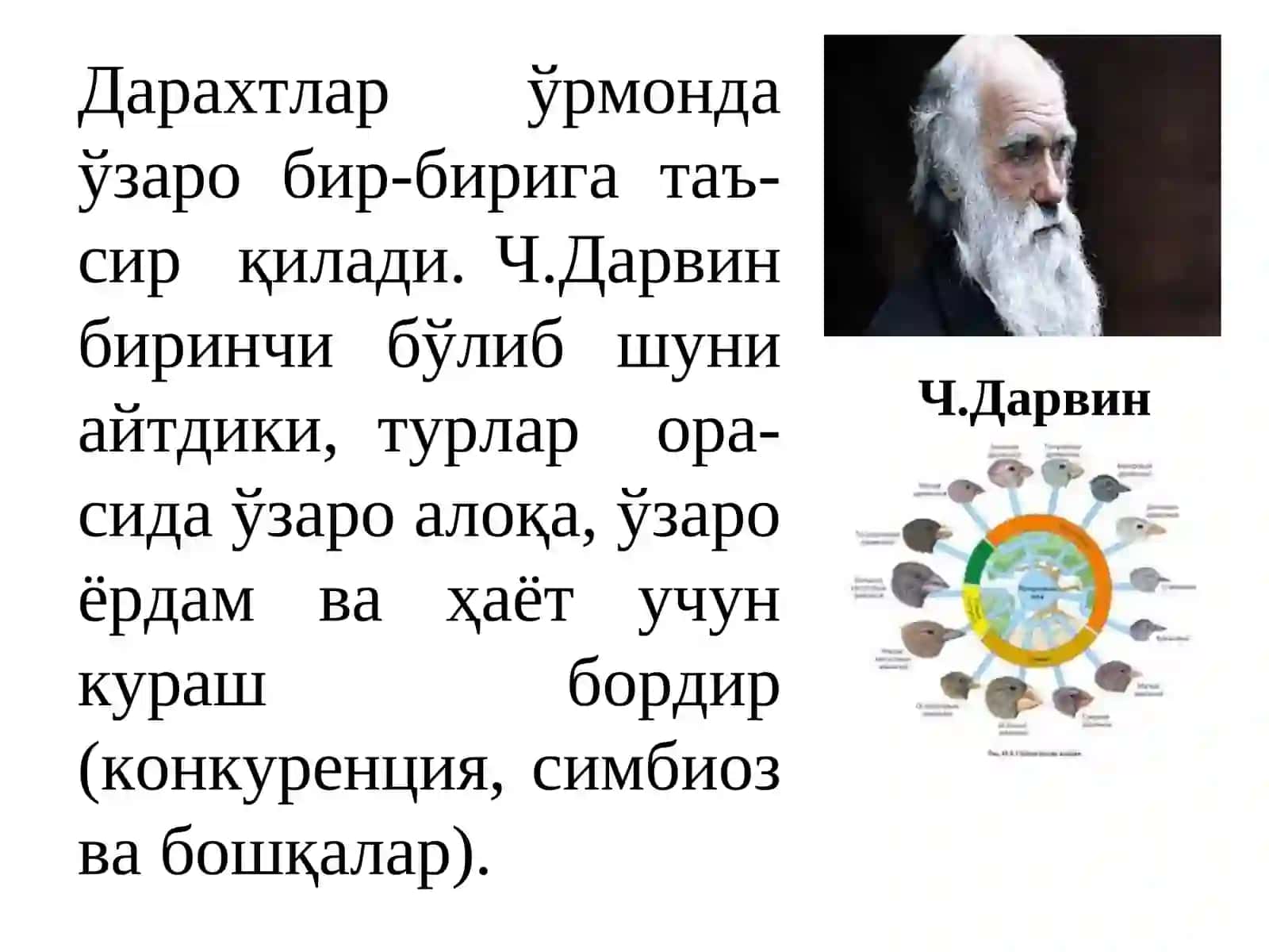 ЎРМОН ДАРАХТ ТУРЛАРИНИНГ ЎЗАРО БИР-БИРИГА ТАЪСИРИ 2