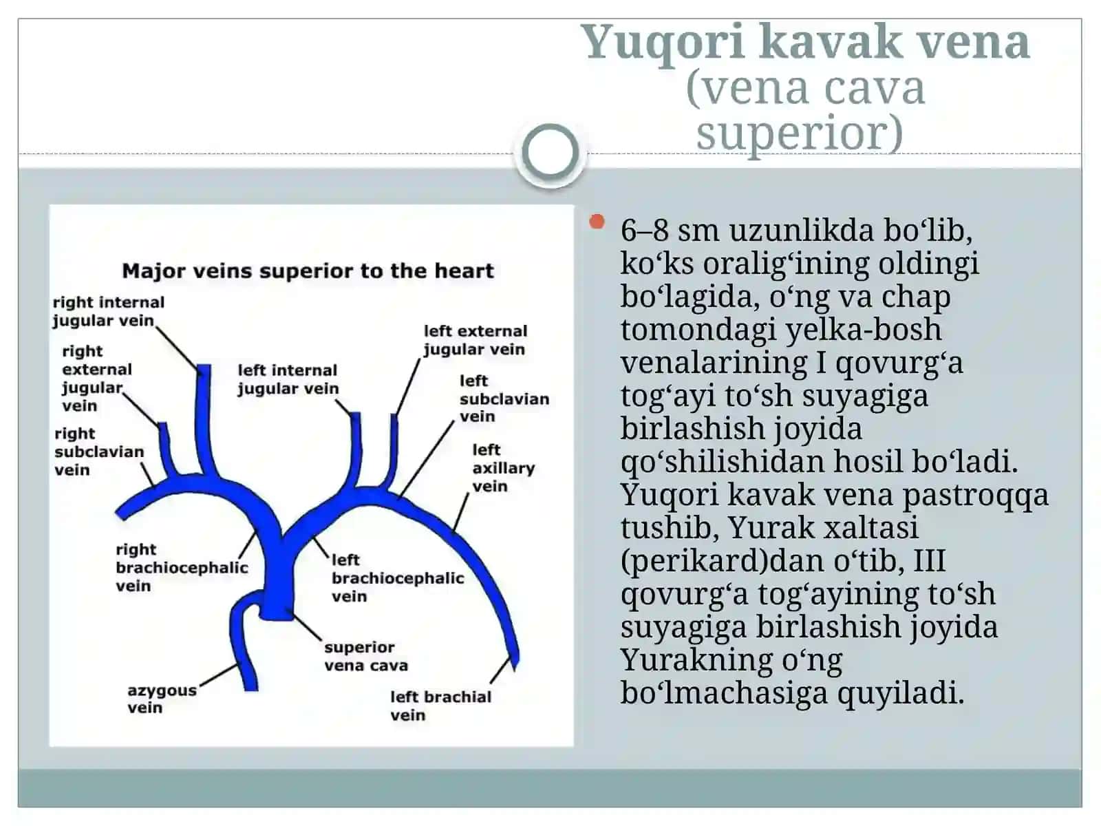 Vena tizimi va uning yoshga qarab o‘zgarishi 2