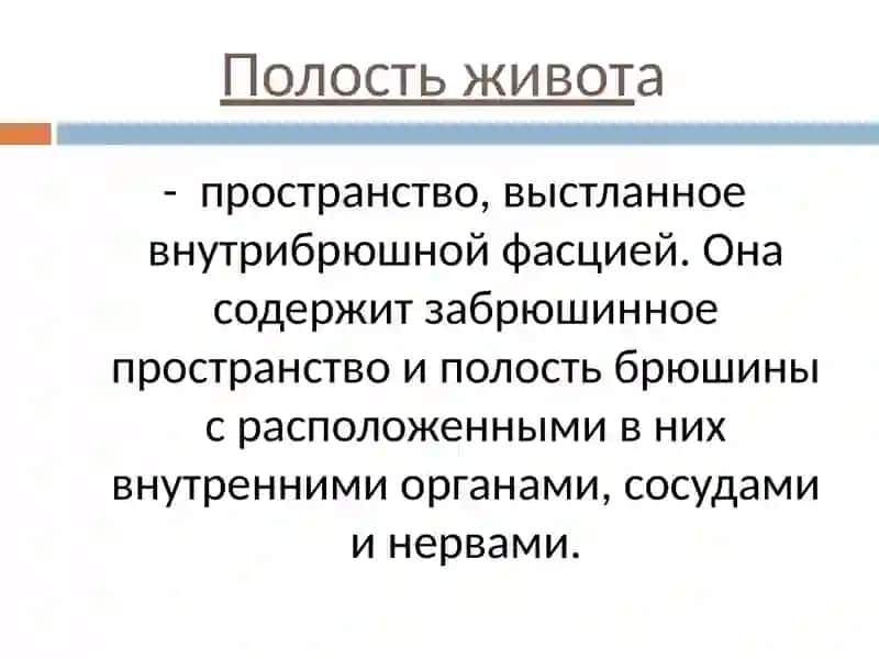 ТОПОГРАФИЧЕСКАЯ АНАТОМИЯ ЖИВОТА 2