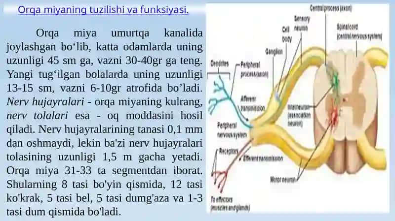 Markaziynervtizimining xususiy fiziologiyasi 2