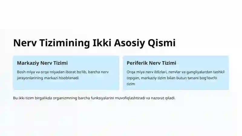 Periferik Nerv Tizimi Tuzilishi 2