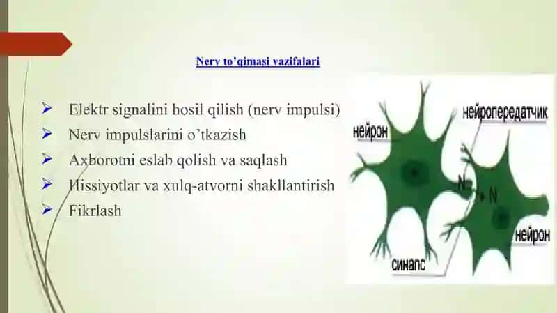 Nerv Impulsi va Asab Tizimi Kimyosi 2