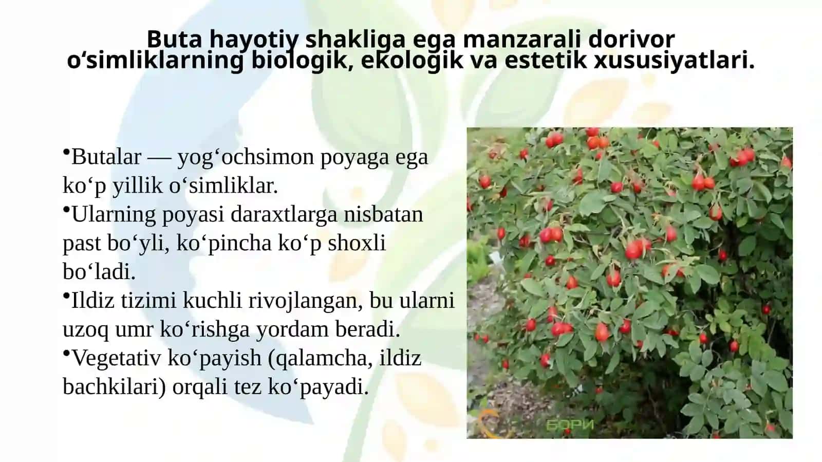 Buta hayotiy shakliga ega manzarali dorivor o‘simliklar 2
