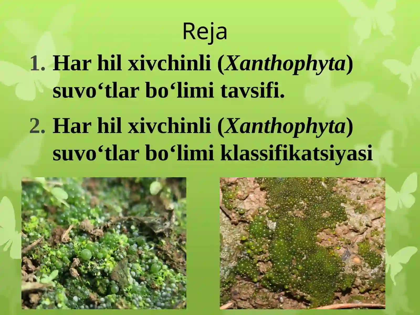 SARIQ –YASHIL YOKI HAR HIL XIVCHINLI (XANTOPHYTA) SUVO‘TLAR BO‘LIMI 2