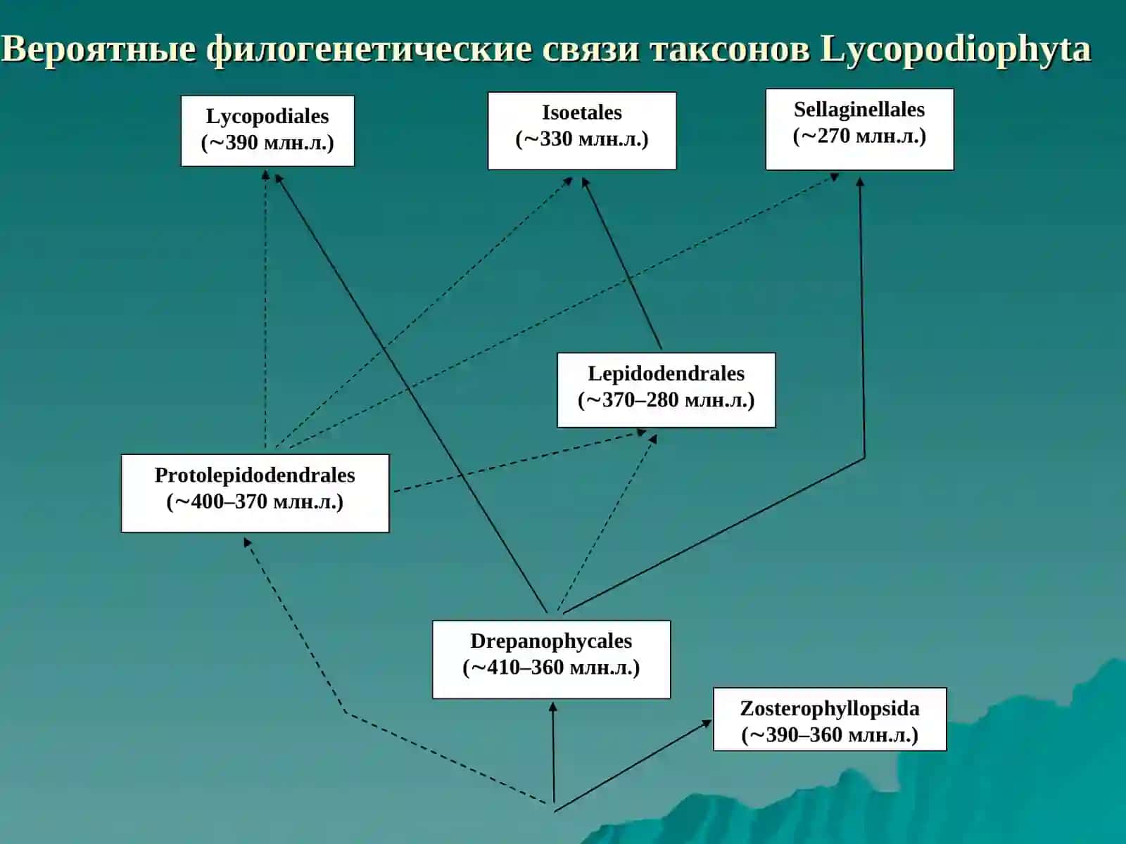 ДЕЛЕНИЕ ОТДЕЛА LYCOPODIOPHYTA НА КЛАССЫ 2