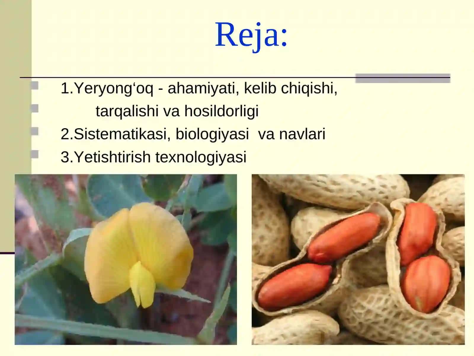 Yeryong‘oq ahamiyati biologiyasi va yetishtirish texnologiyasi 2