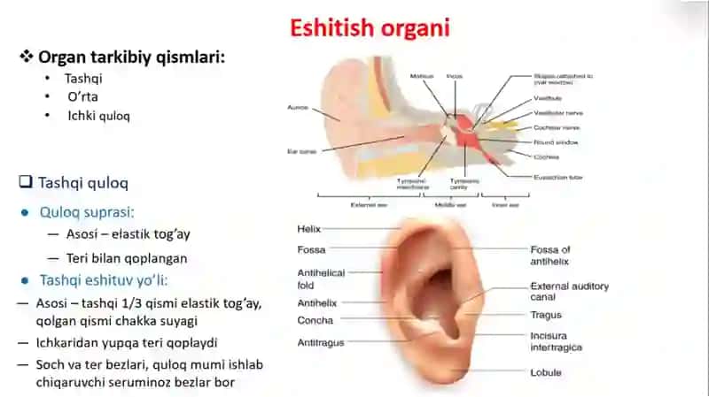 Sezgi organlari:eshituv organi gistologiyasi 2