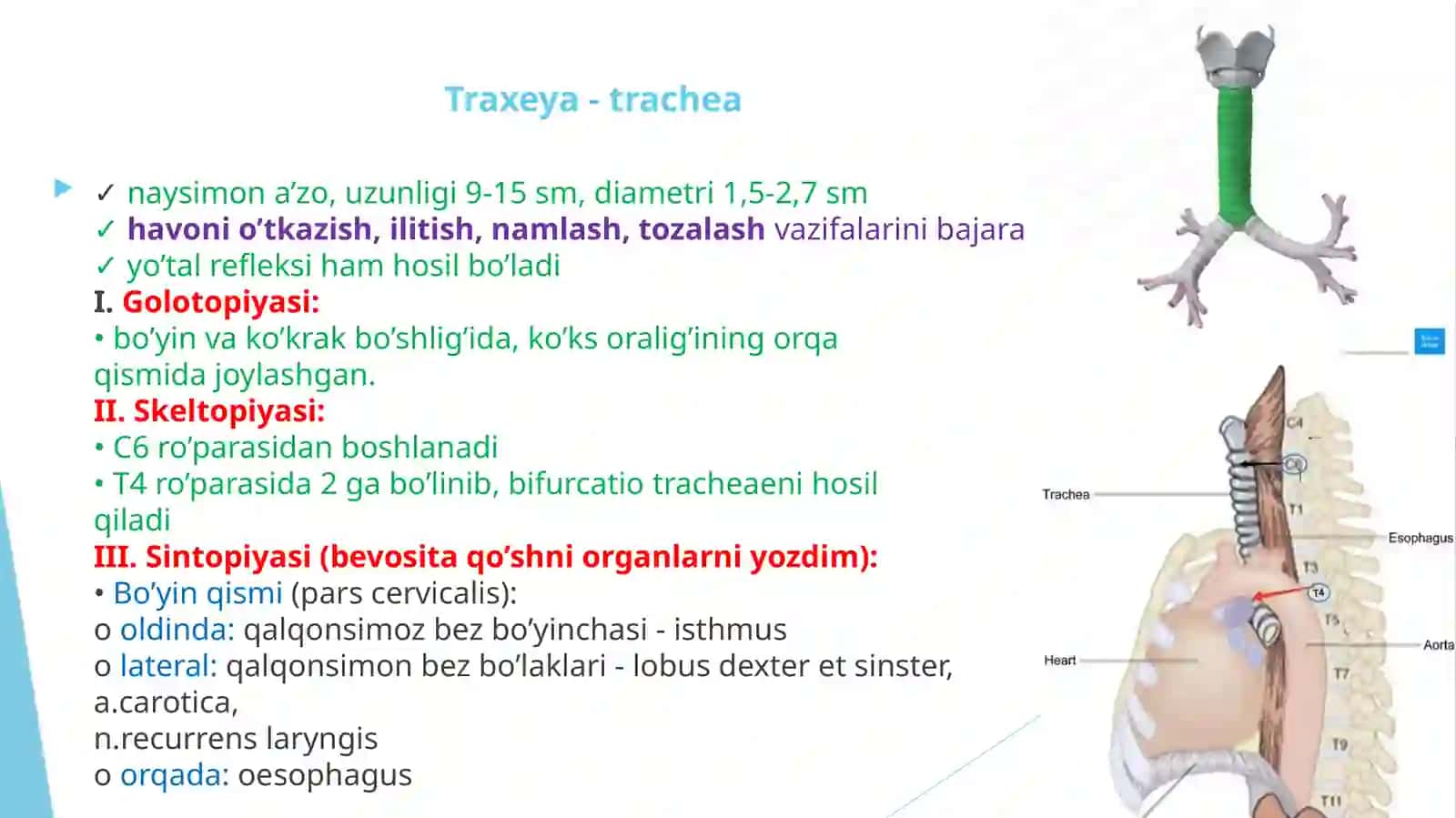Kekirdak, bronxlar, o‘pka. Plevra. Ko‘ks oralig‘i. Yoshga qarab o‘zgarishi. 2