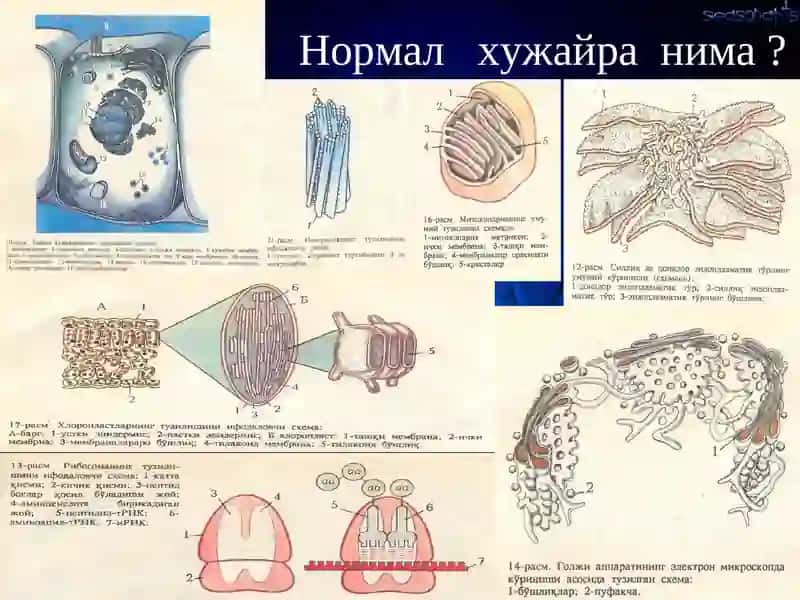 Ирсиятнинг      патологиядаги    роли 2