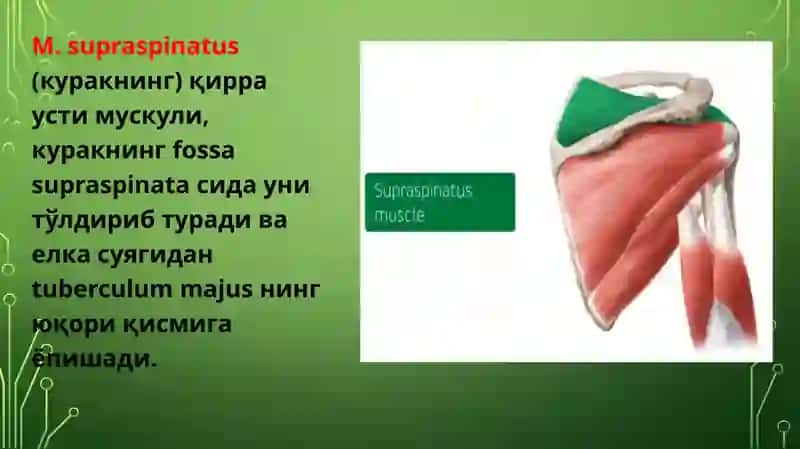 Елка камари ва Эркин харакатчан қўл мускуллари 2