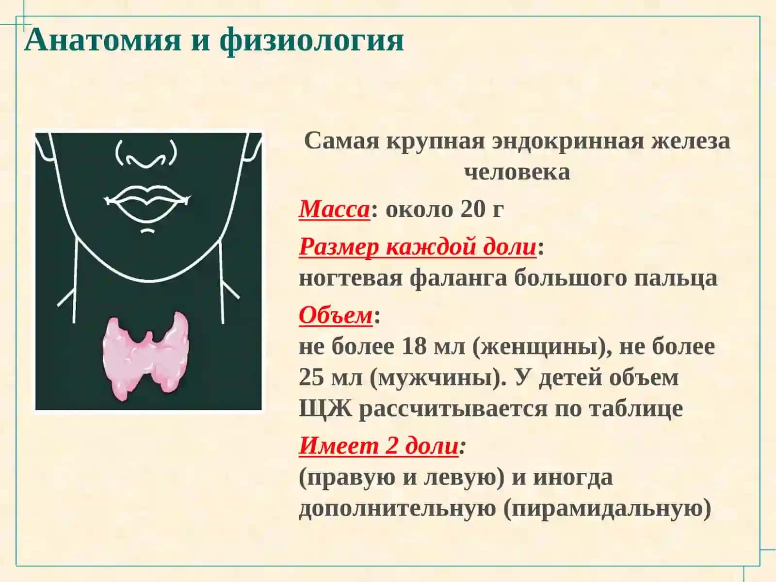 Анатомия и физиология щитовидной железы 2