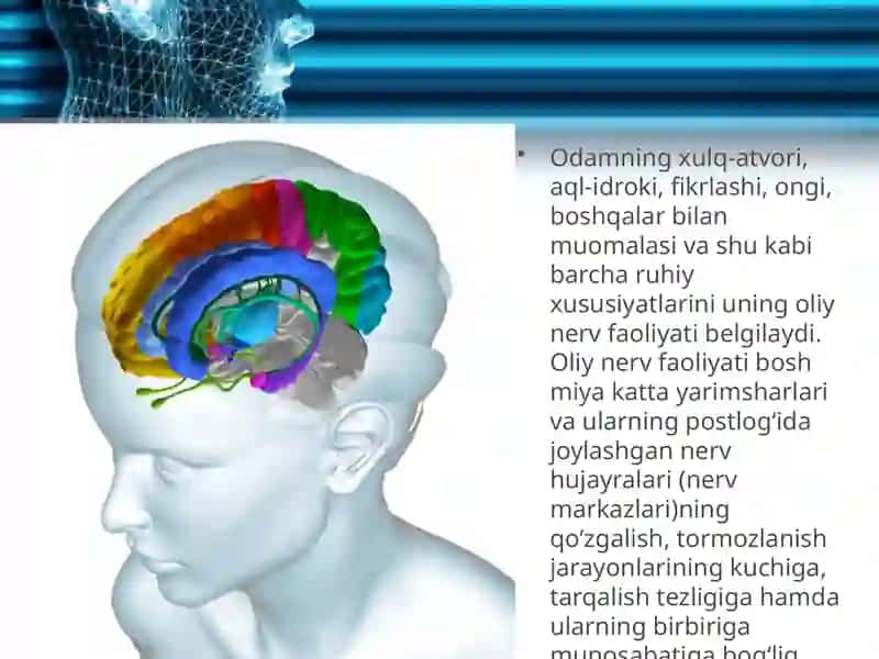 Oliynervfaoliyati—odamxulq-atvoriningasosi 2