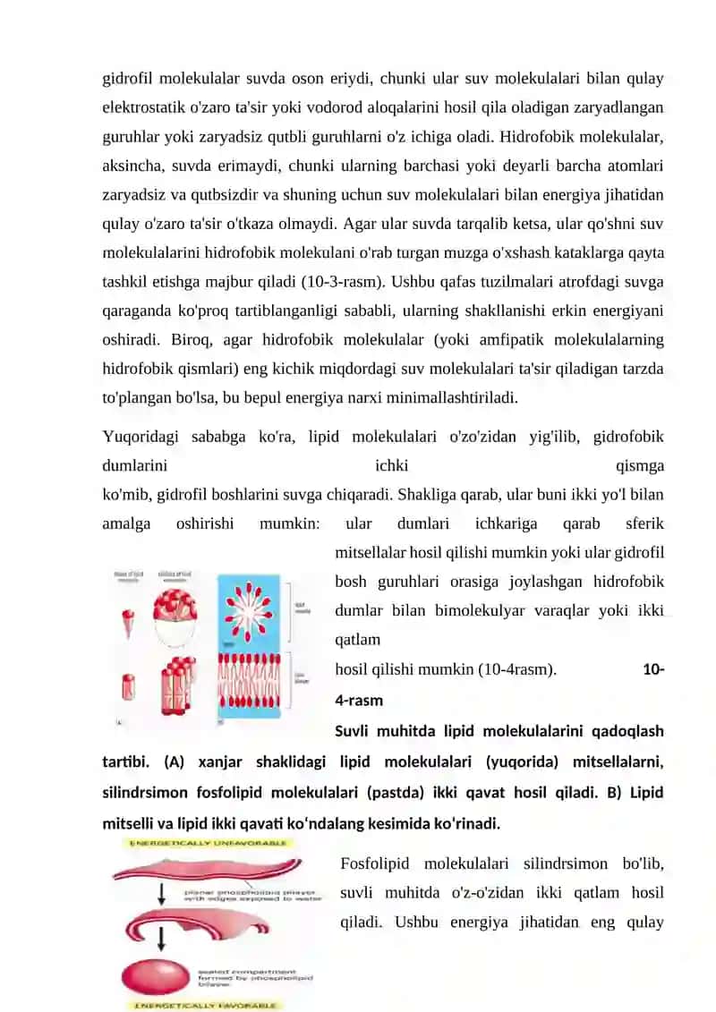 IKKI QAVATLI LIPID MEMBRANA 2