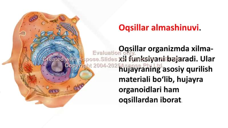 Oqsillar, karbonsuvlar va yog‘lar almashinuvi 2