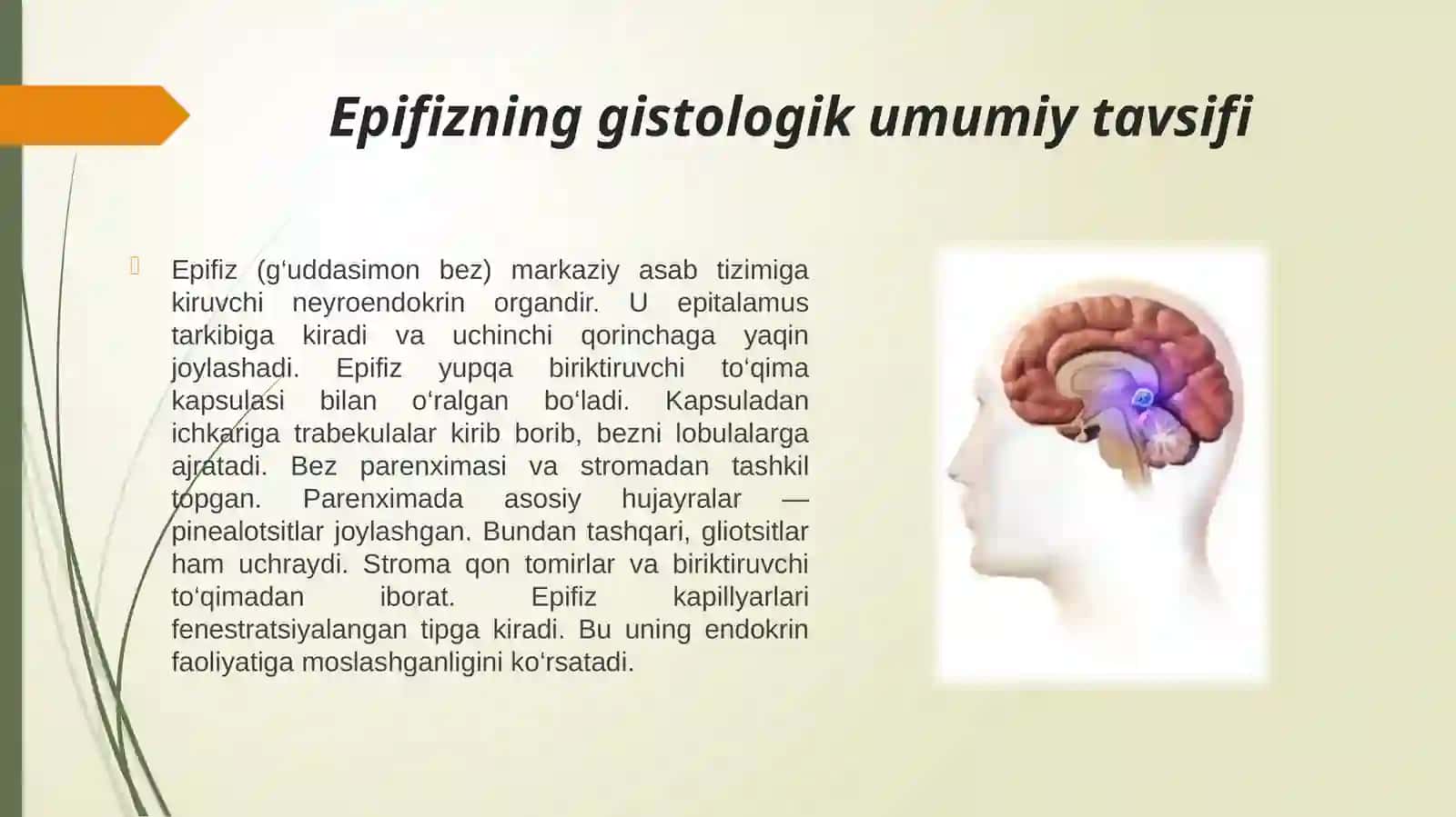 Epifizning ultrastukturaviy tashkil etilishi va funksiyalari.pptx 2