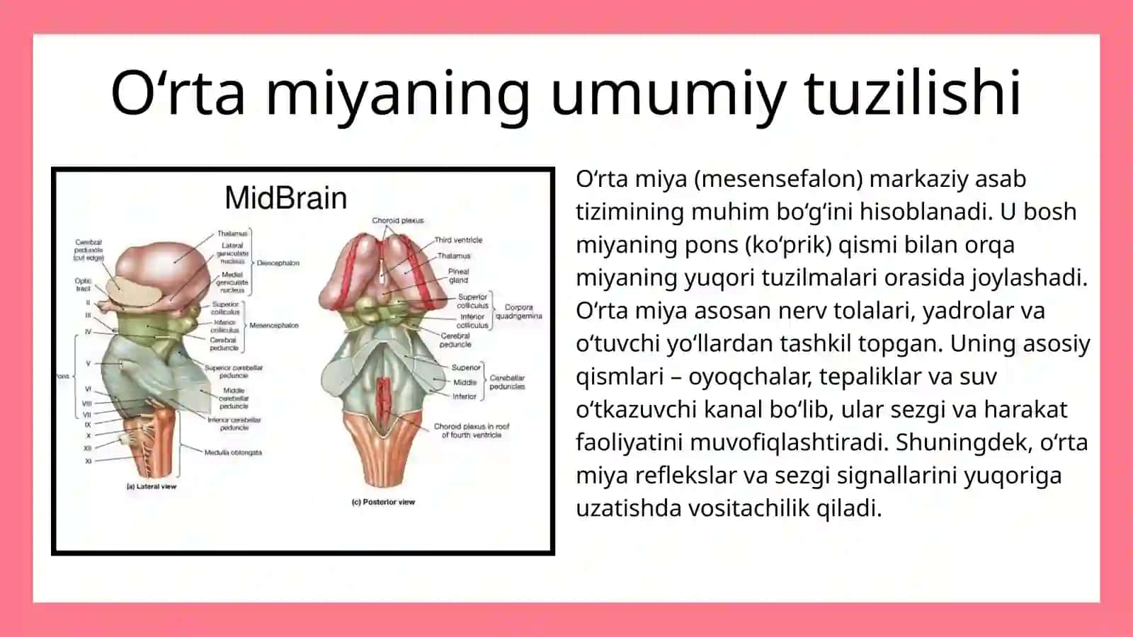 O'RTA MIYYANING TUZILISHI VA YOSHGA QARAB O'ZGARISHI 2