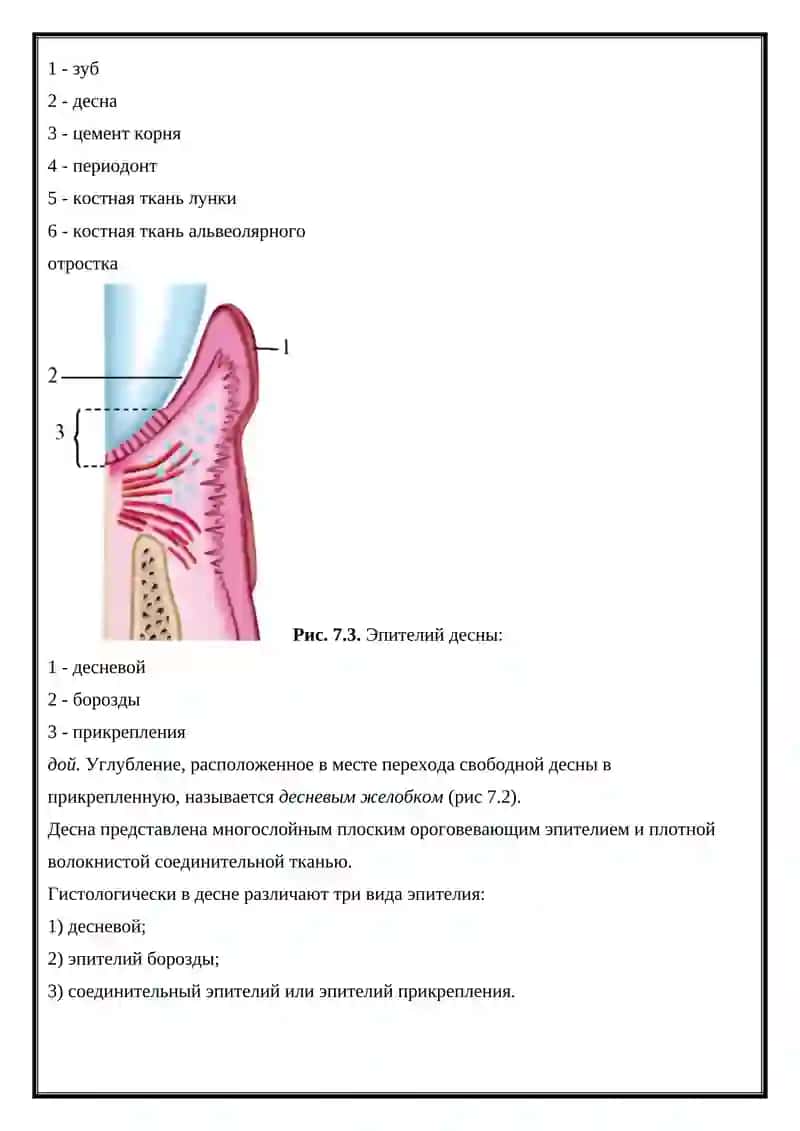 Анатомия, гистология, эмбриогенез зубов 2