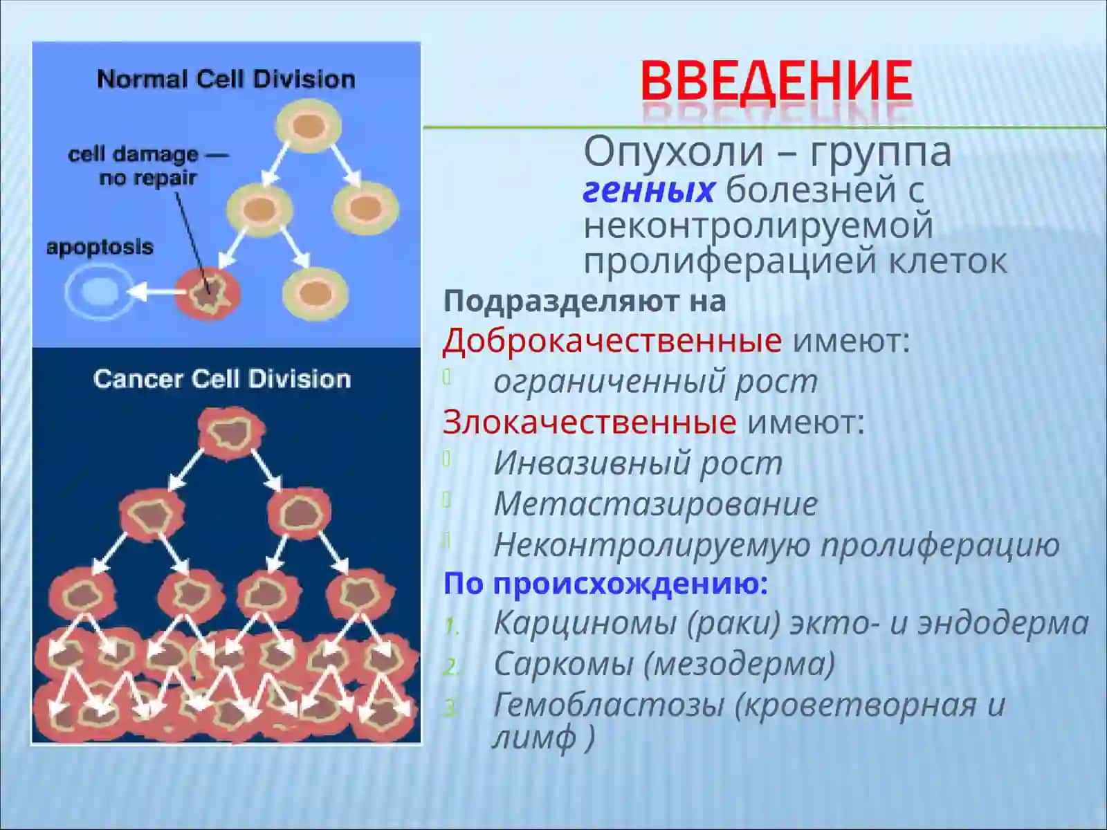 Опухоли – группагенных болезней снеконтролируемой пролиферацией клеток 2