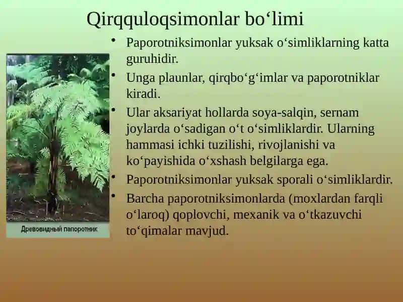 qirqquloq toifa o'simliklar 2